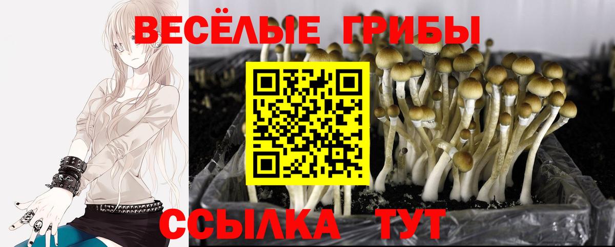 Галлюциногенные грибы Psilocybe  наркотики  Галлюциногенные грибы мицелий  Краснодар  Вход с VPN 